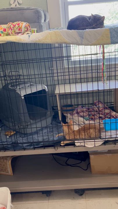 Enlarge Taffy - Female, a Adoptable Domestic Short Hair in Moline, IL video 2/2