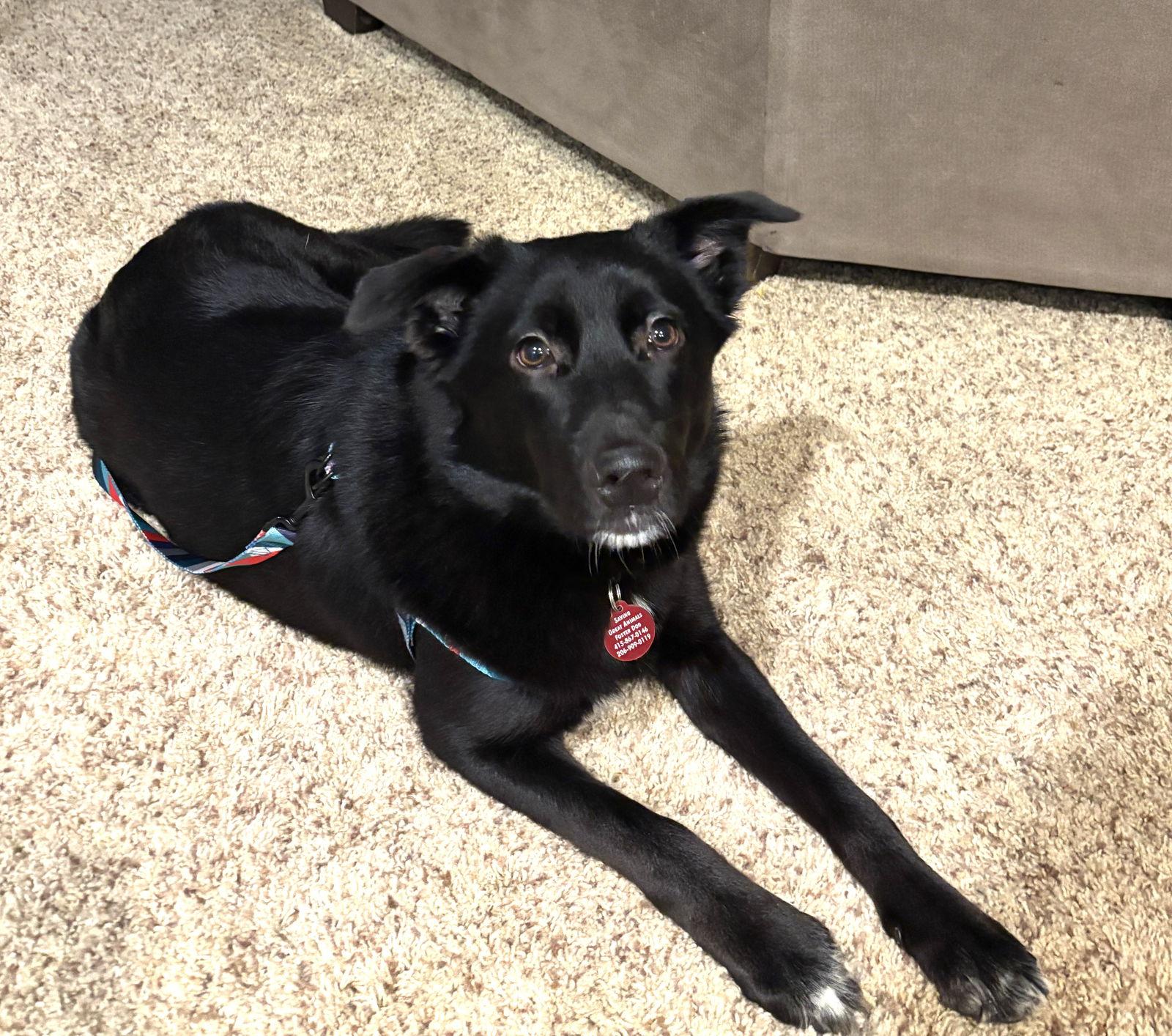 Willow, a Adoptable mixed breed in Seattle, WA image 1/2