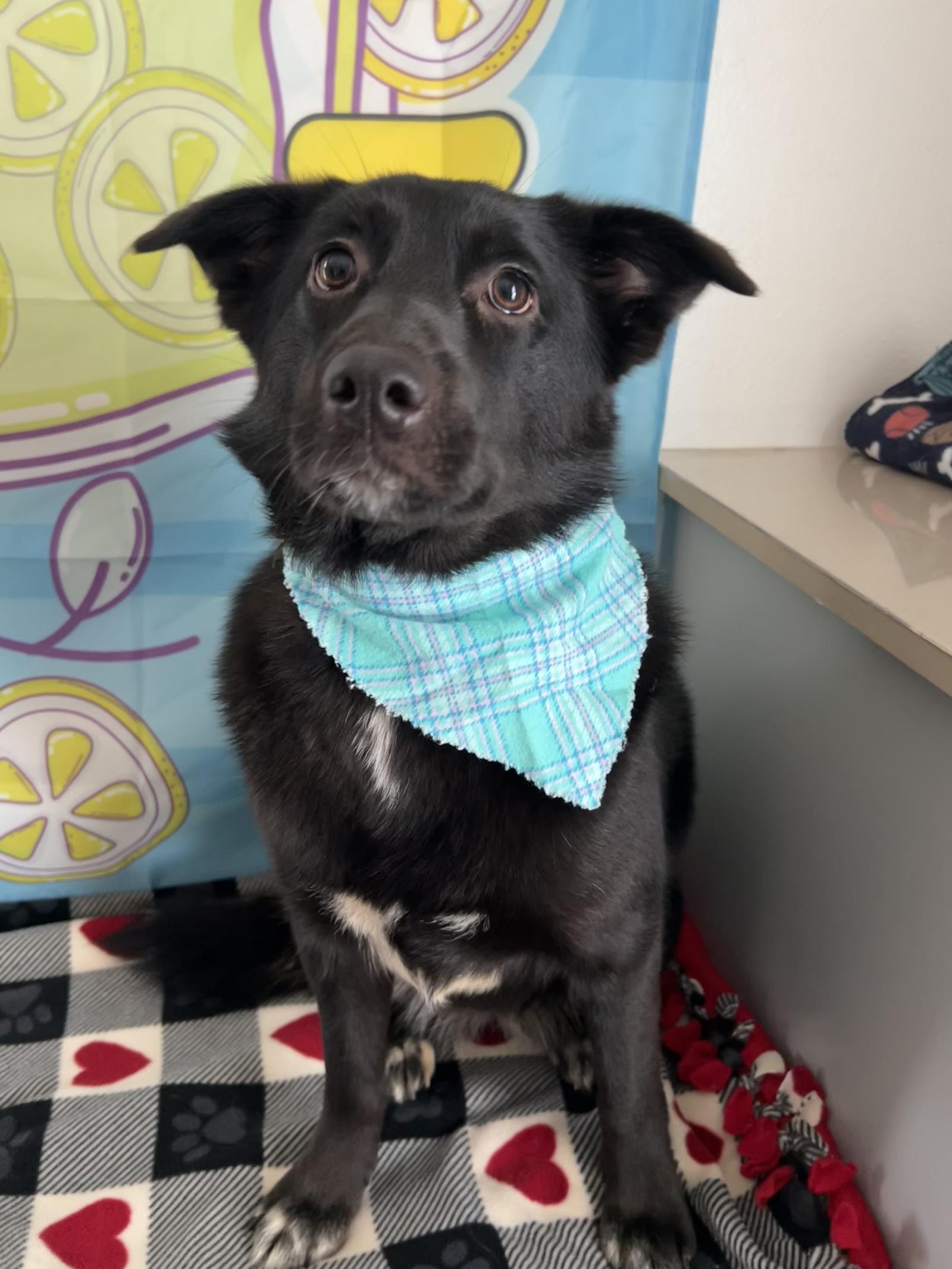 Willow, a Adoptable mixed breed in Seattle, WA image 2/2