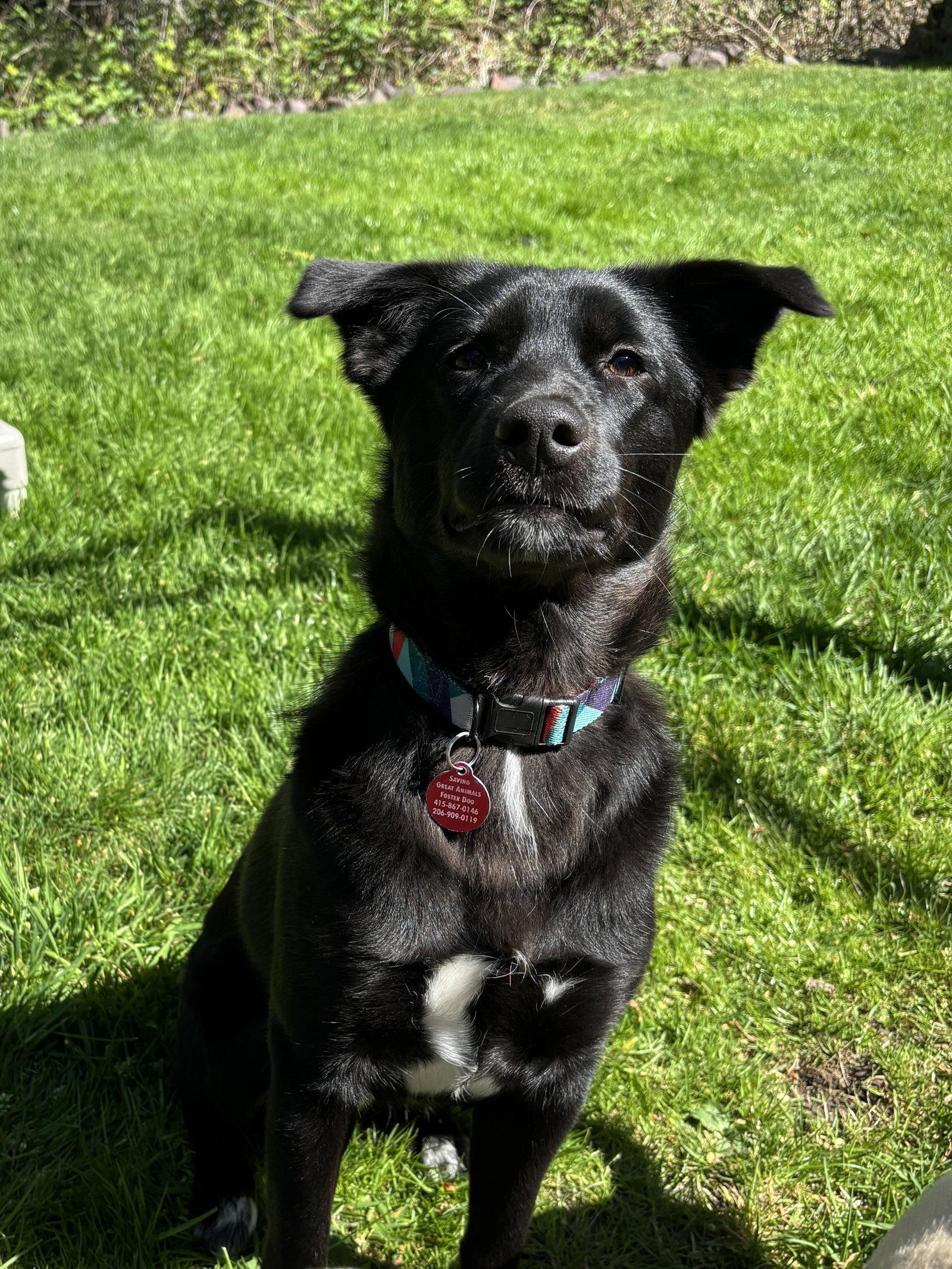 Willow, Adoptable, Young Female Collie & Wirehaired Pointing Griffon.