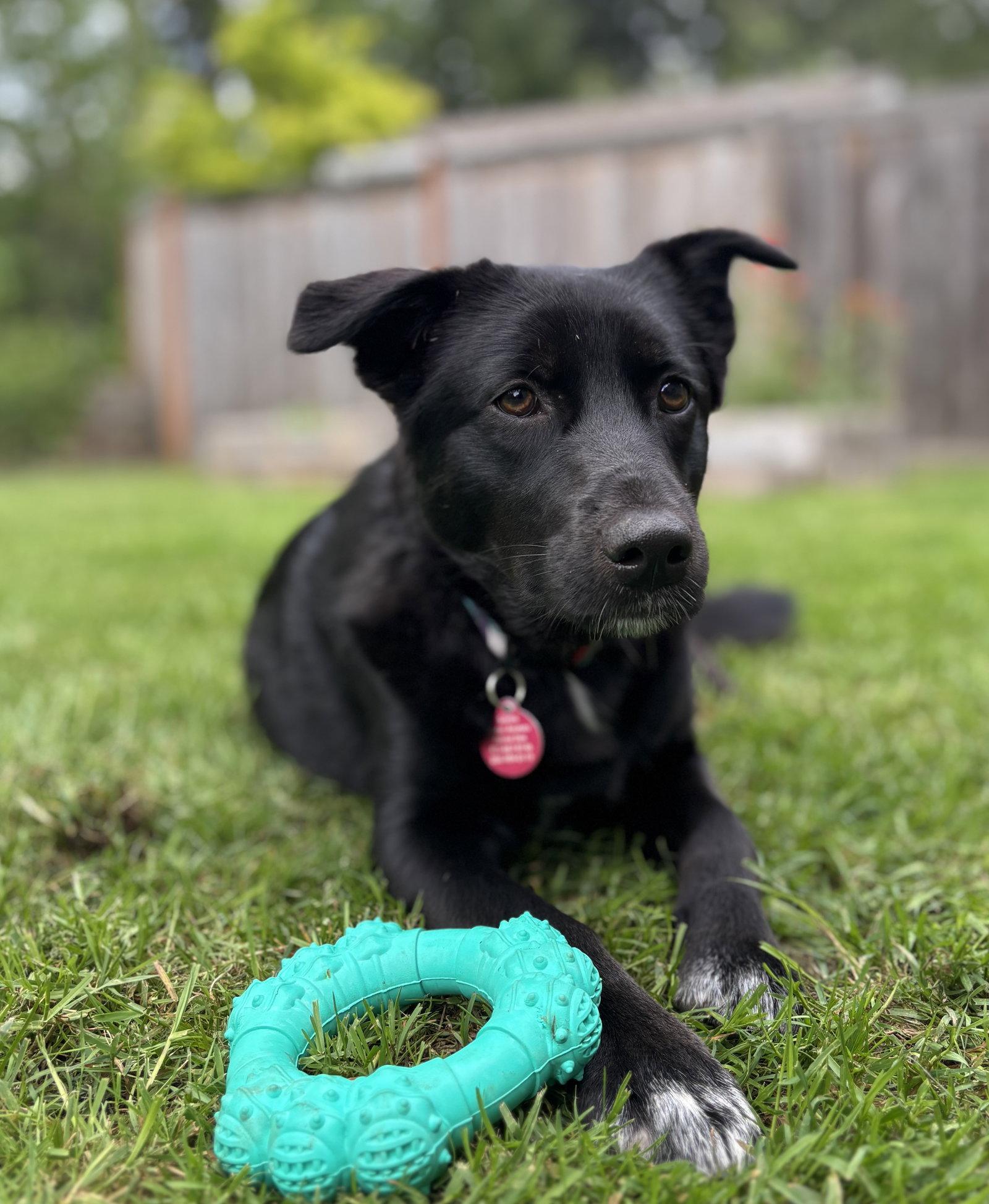 Enlarge Willow, a Adoptable mixed breed in Seattle, WA image 2/3