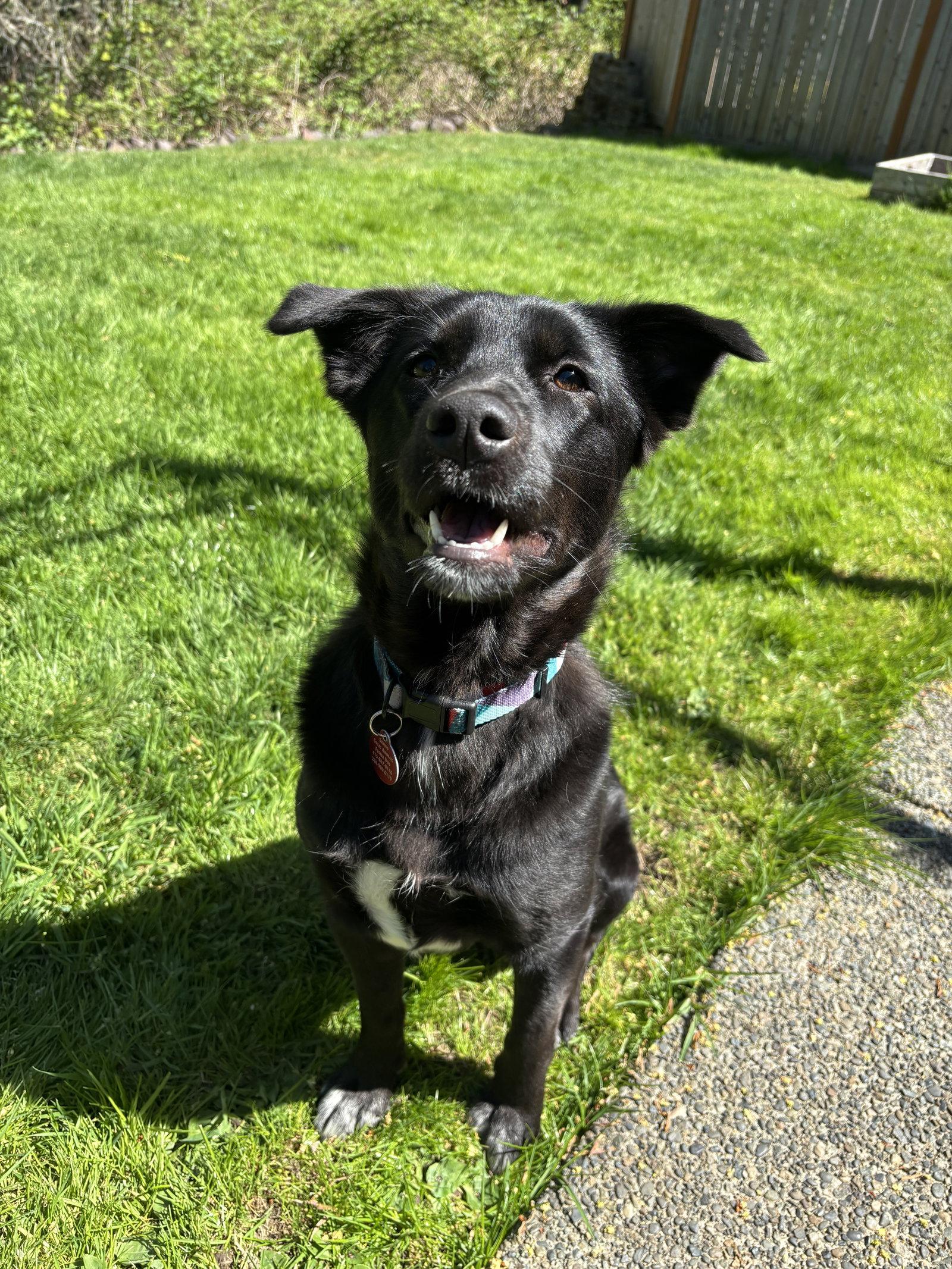 Enlarge Willow, a Adoptable mixed breed in Seattle, WA image 3/3