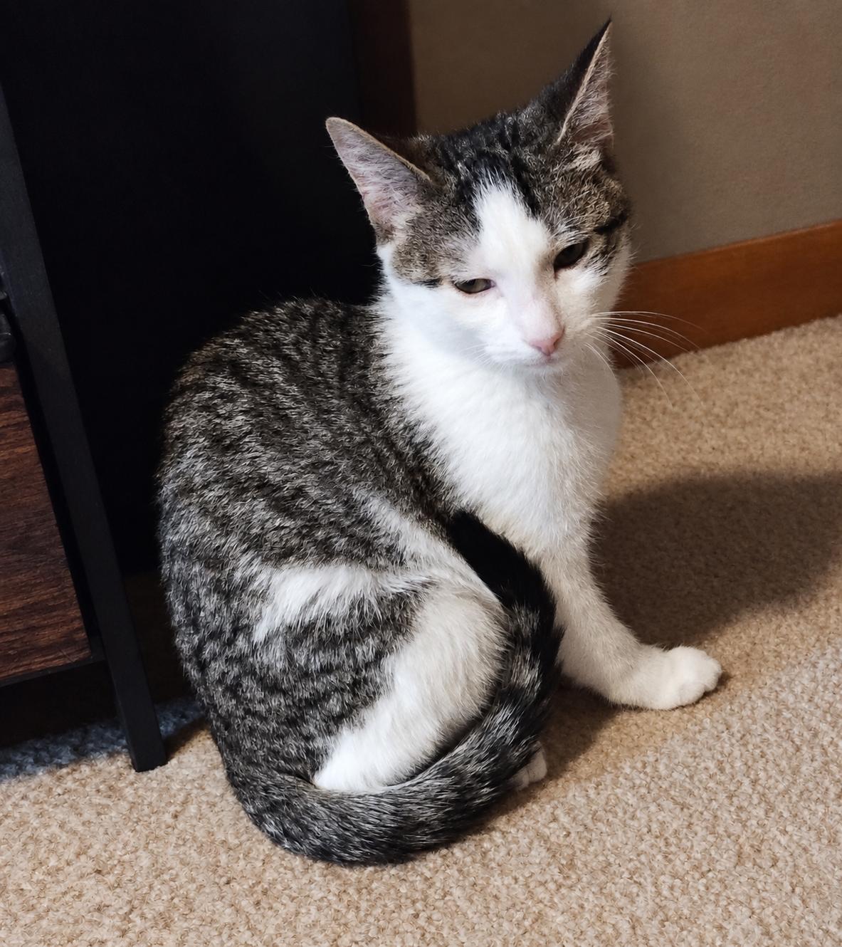 Enlarge Spicy Meatball, a Adoptable Domestic Short Hair in Menasha, WI image 5/5