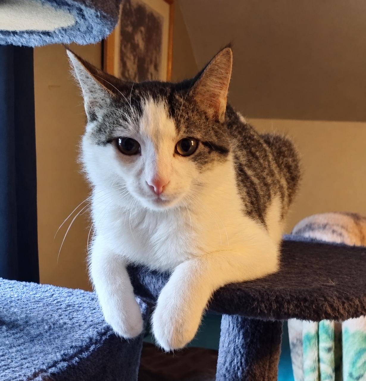 Spicy Meatball, Adoptable, Kitten Male Domestic Short Hair.
