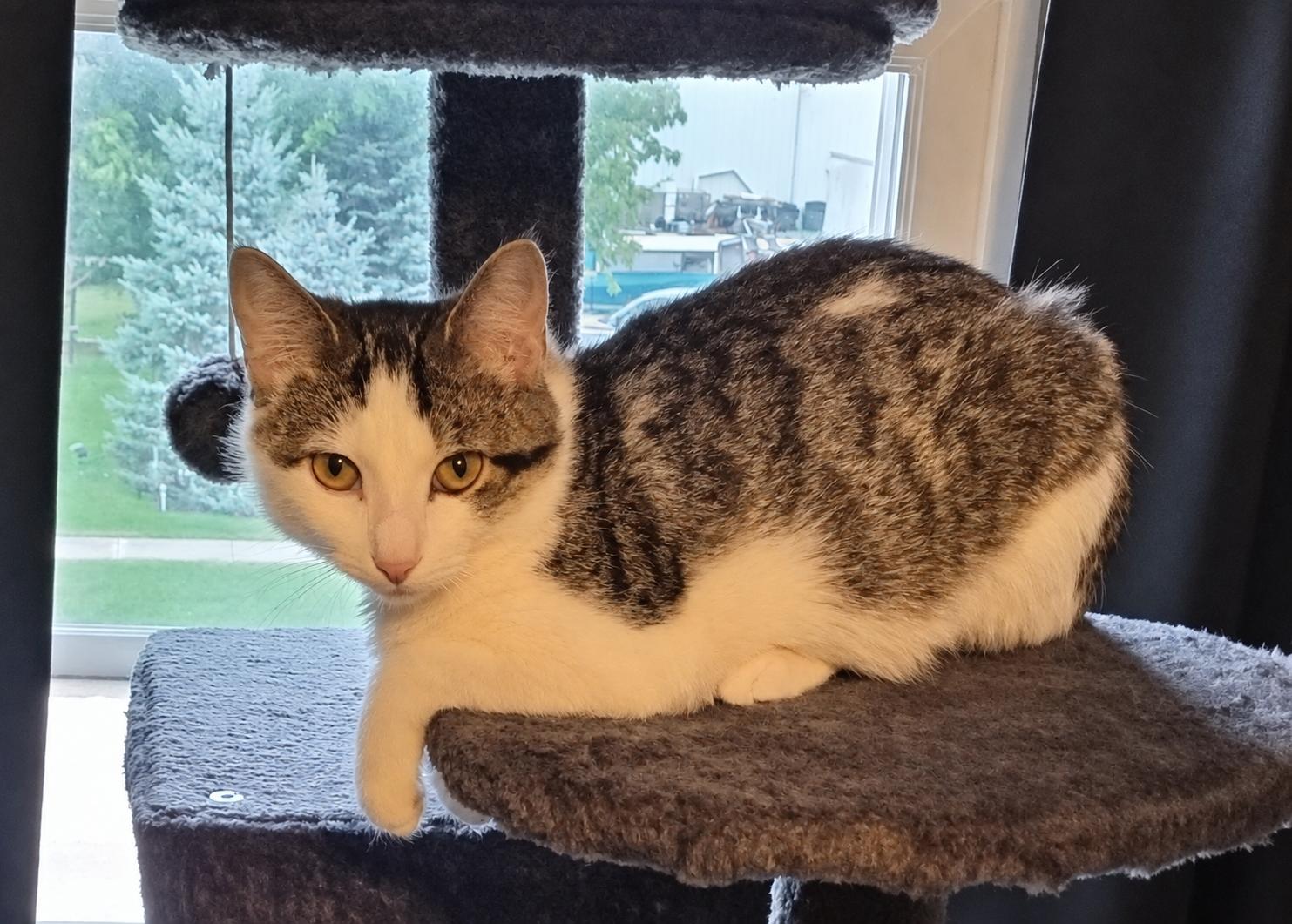 Enlarge Spicy Meatball, a Adoptable Domestic Short Hair in Menasha, WI image 3/5