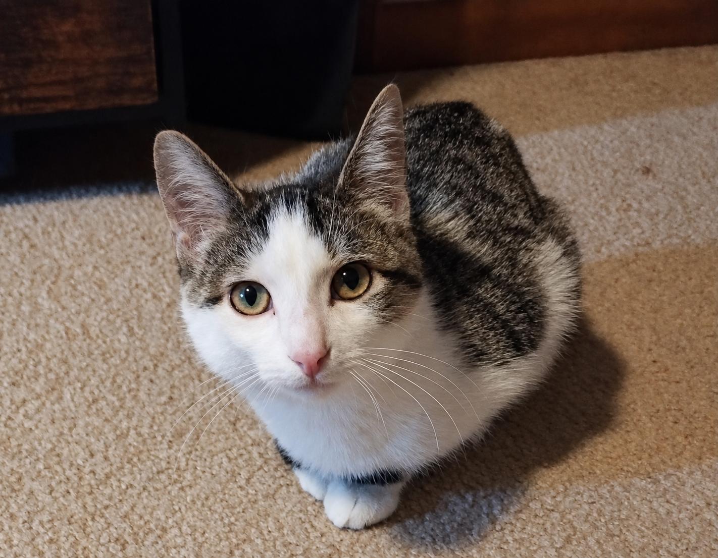 Enlarge Spicy Meatball, a Adoptable Domestic Short Hair in Menasha, WI image 2/5