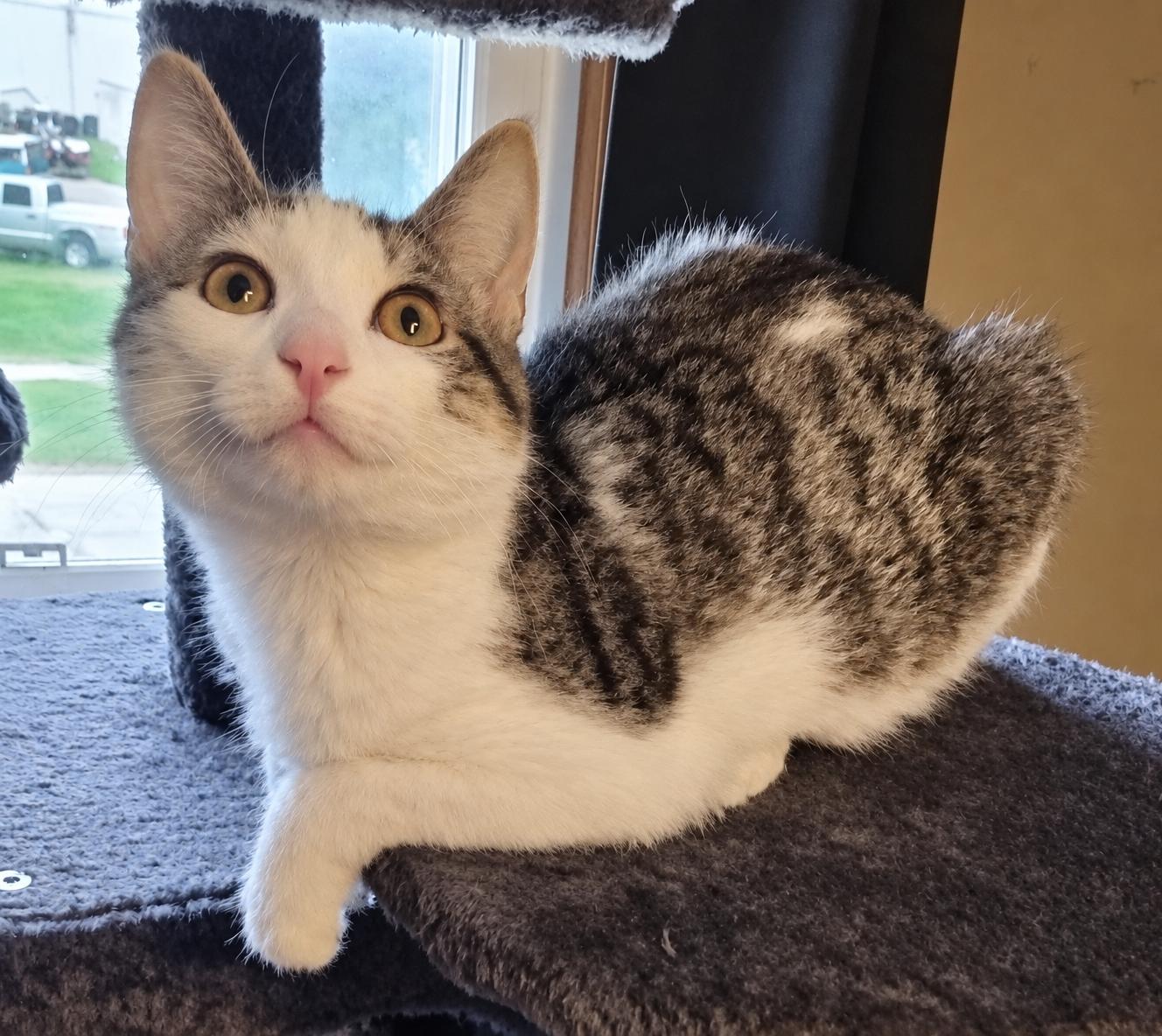 Enlarge Spicy Meatball, a Adoptable Domestic Short Hair in Menasha, WI image 4/5