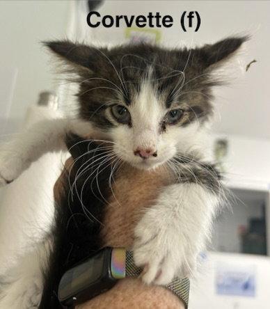 Corvette, a Adoptable Domestic Long Hair in Saugerties, NY image 1/2