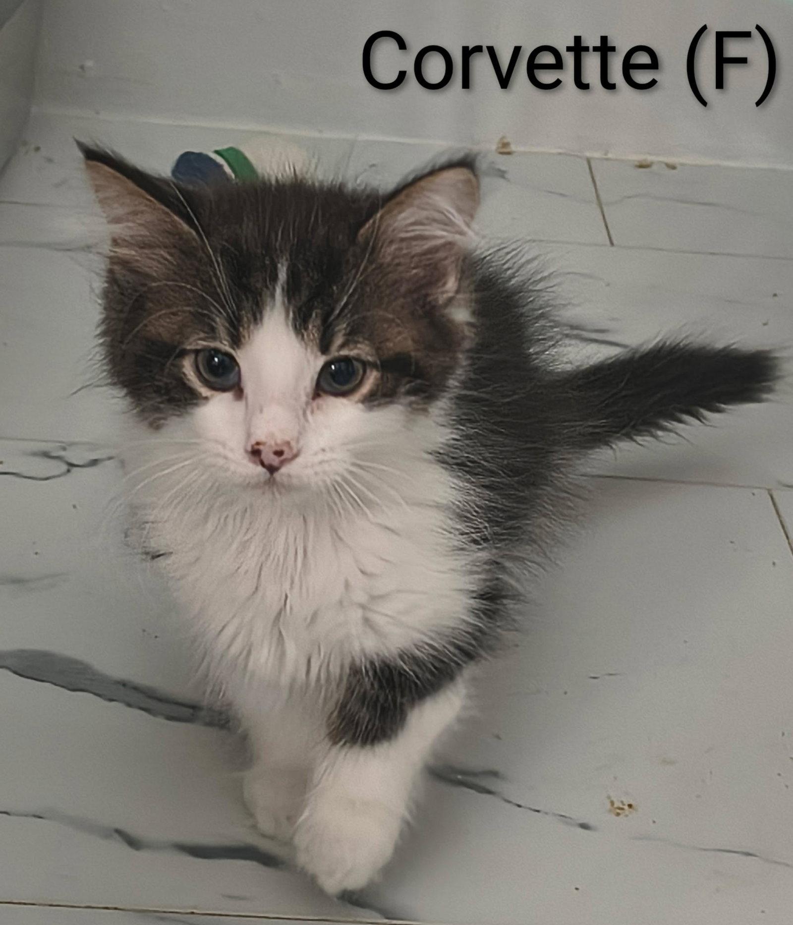 Corvette, a Adoptable Domestic Long Hair in Saugerties, NY image 2/2