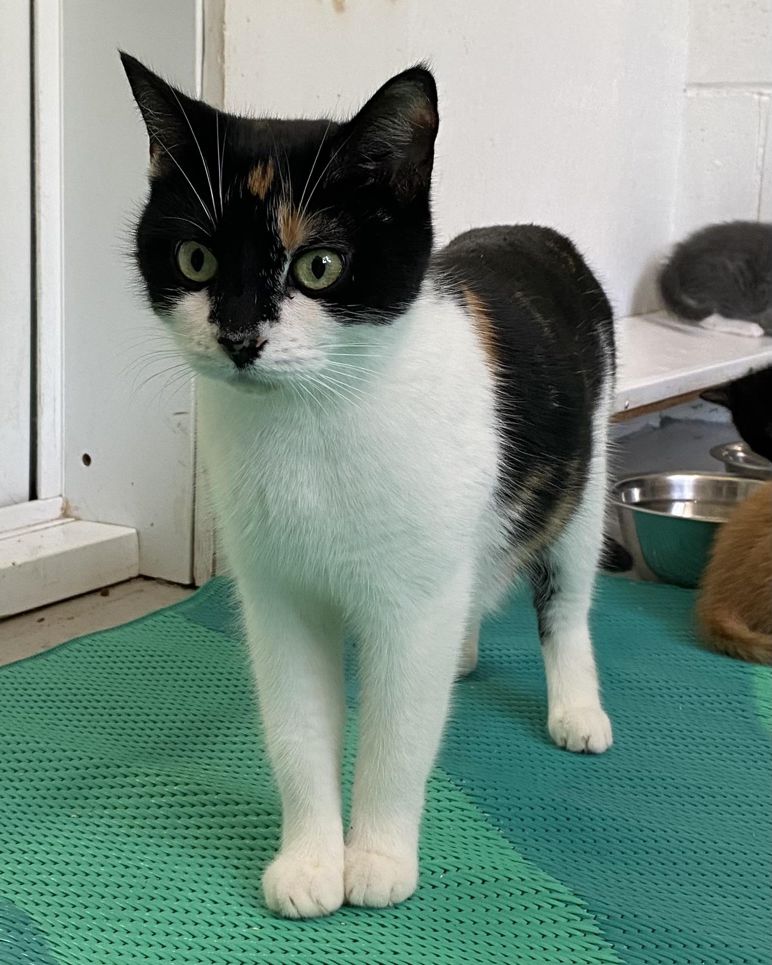 Sarah, a ADOPTABLE Calico in Stanstead, QC image 2/5