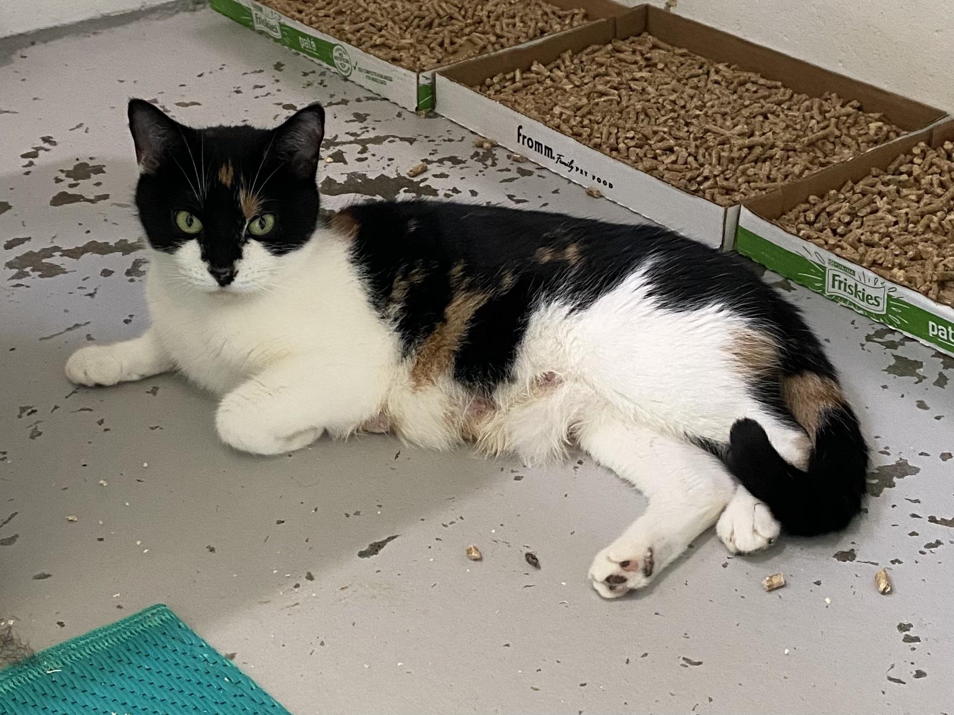 Sarah, a ADOPTABLE Calico in Stanstead, QC image 3/5