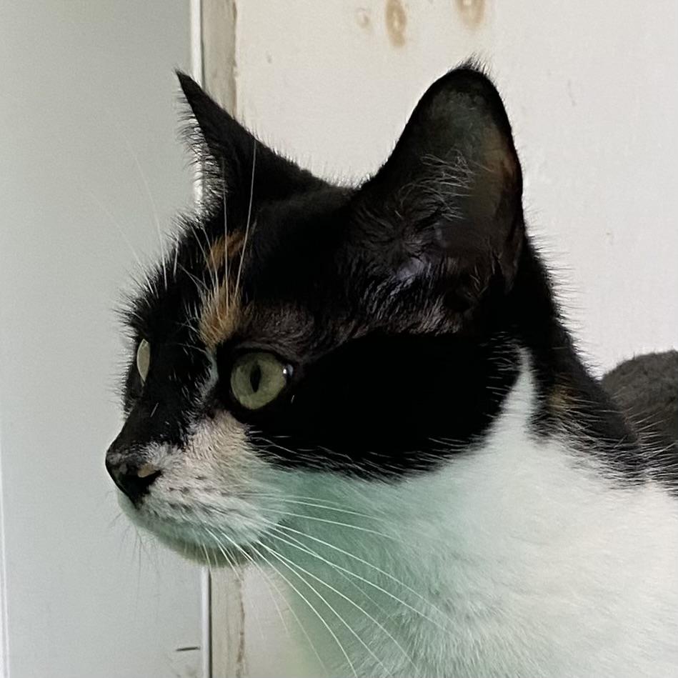 Sarah, a ADOPTABLE Calico in Stanstead, QC image 5/5