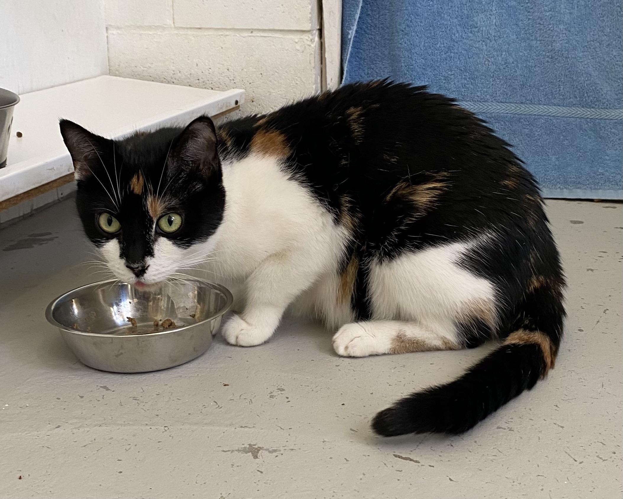 Sarah, a ADOPTABLE Calico in Stanstead, QC image 4/5