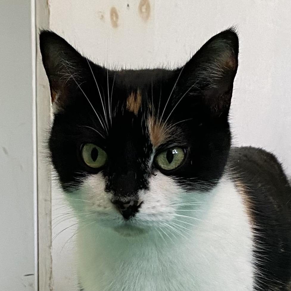 Sarah, ADOPTABLE, Adult Female Calico.