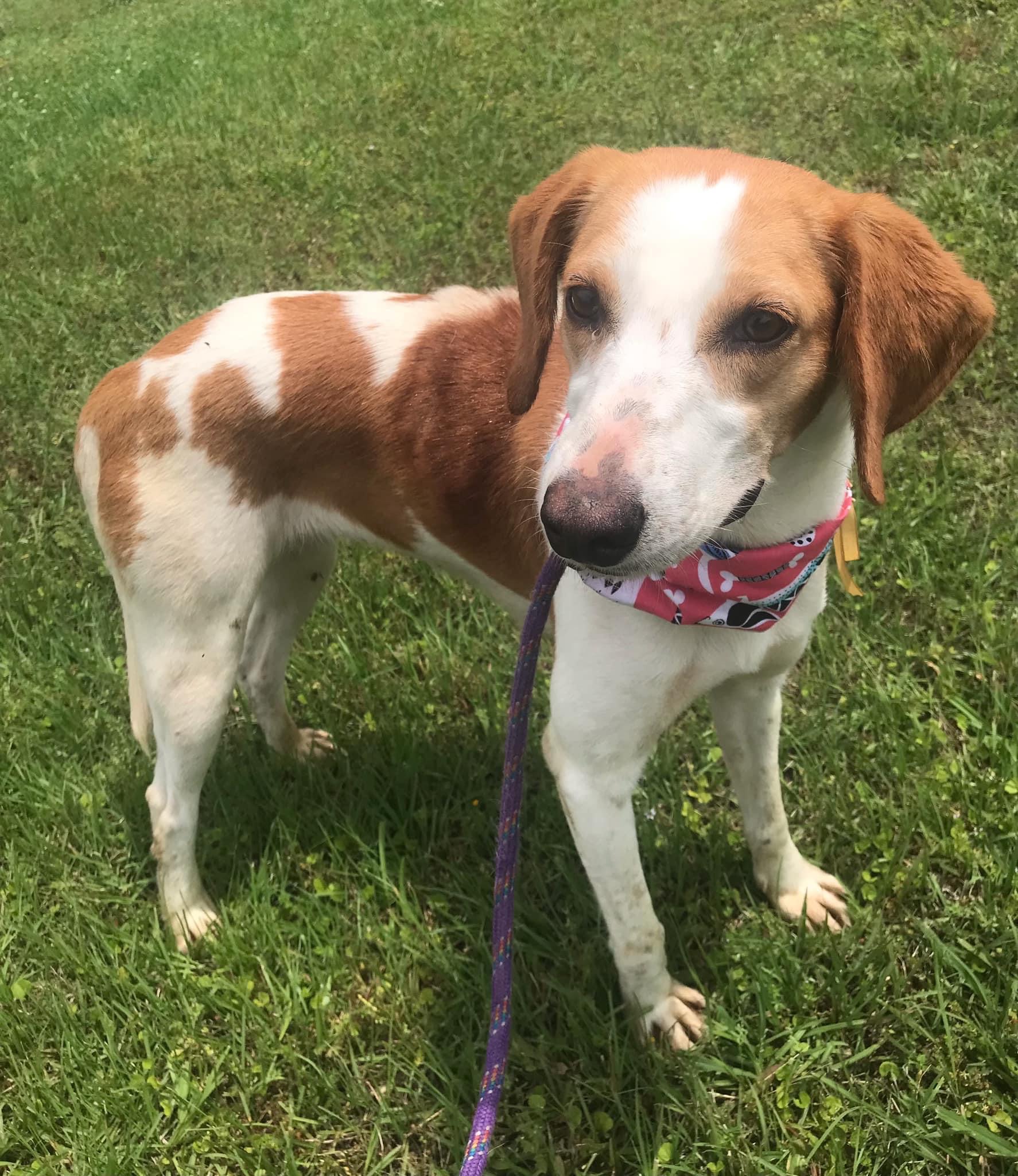 Butterbean, Adopted, Adult Female Hound.