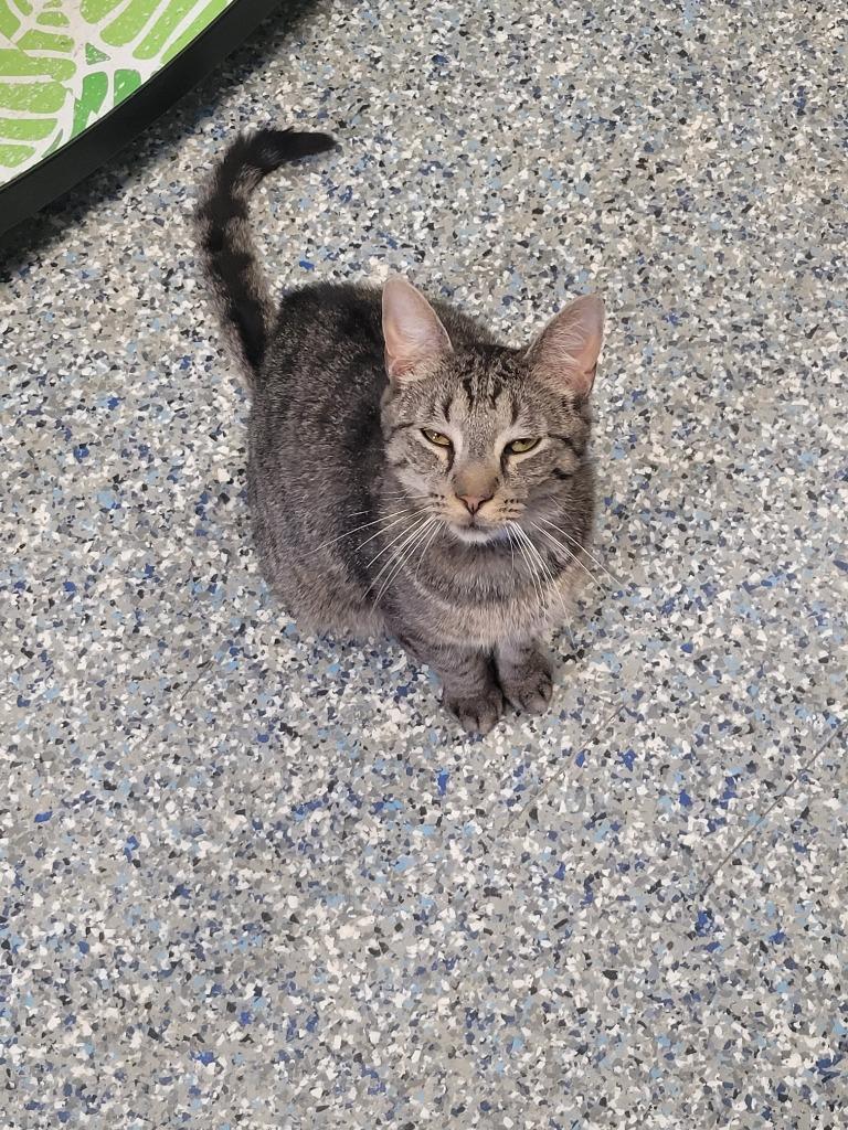 Enlarge Dionysus, a Adoptable mixed breed in Angola, IN image 2/6