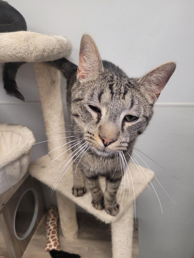 Enlarge Dionysus, a Adoptable mixed breed in Angola, IN image 4/6