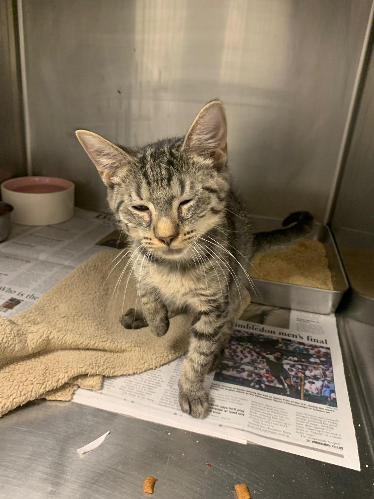 Enlarge Dionysus, a Adoptable mixed breed in Angola, IN image 5/6