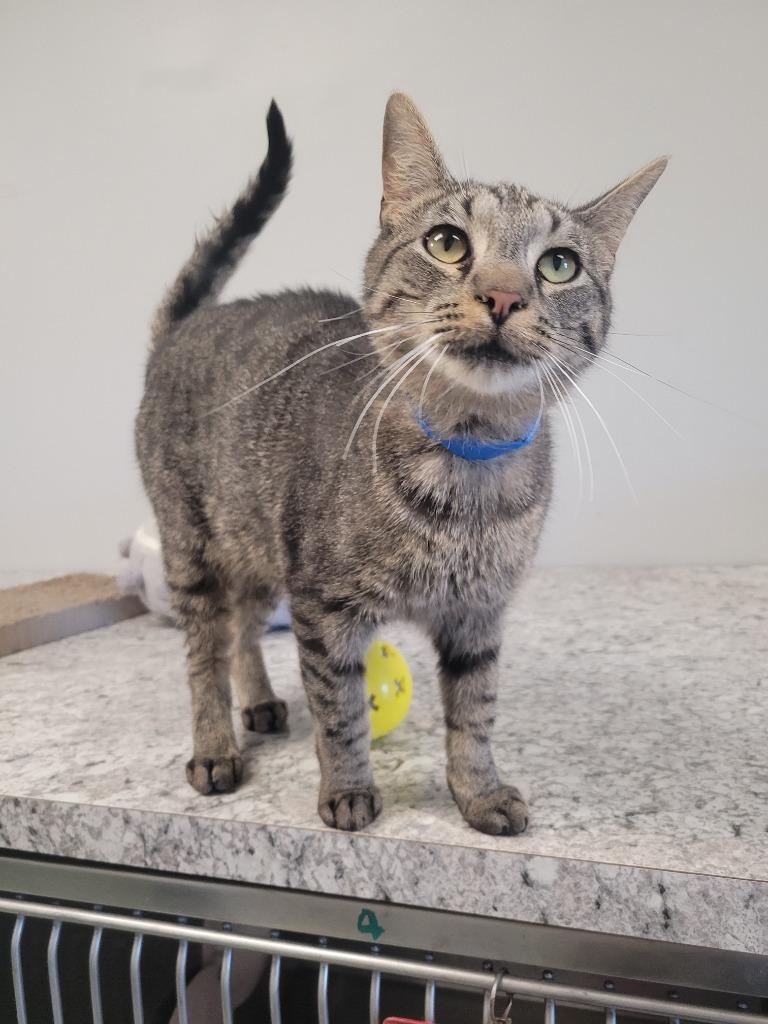 Enlarge Dionysus, a Adoptable mixed breed in Angola, IN image 6/6