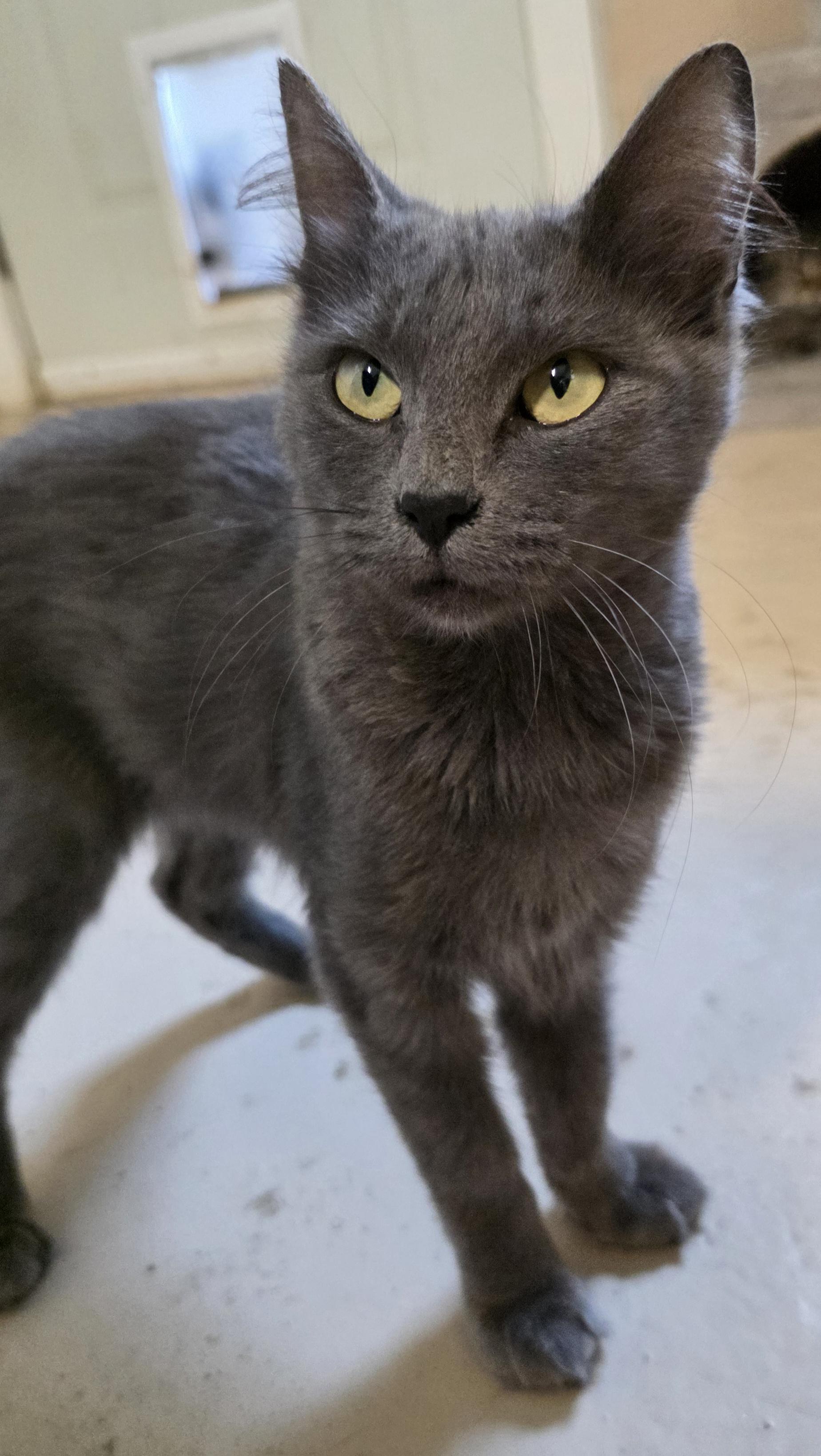 Enlarge Ash, a Adopted Domestic Short Hair in Quilcene, WA image 1/1