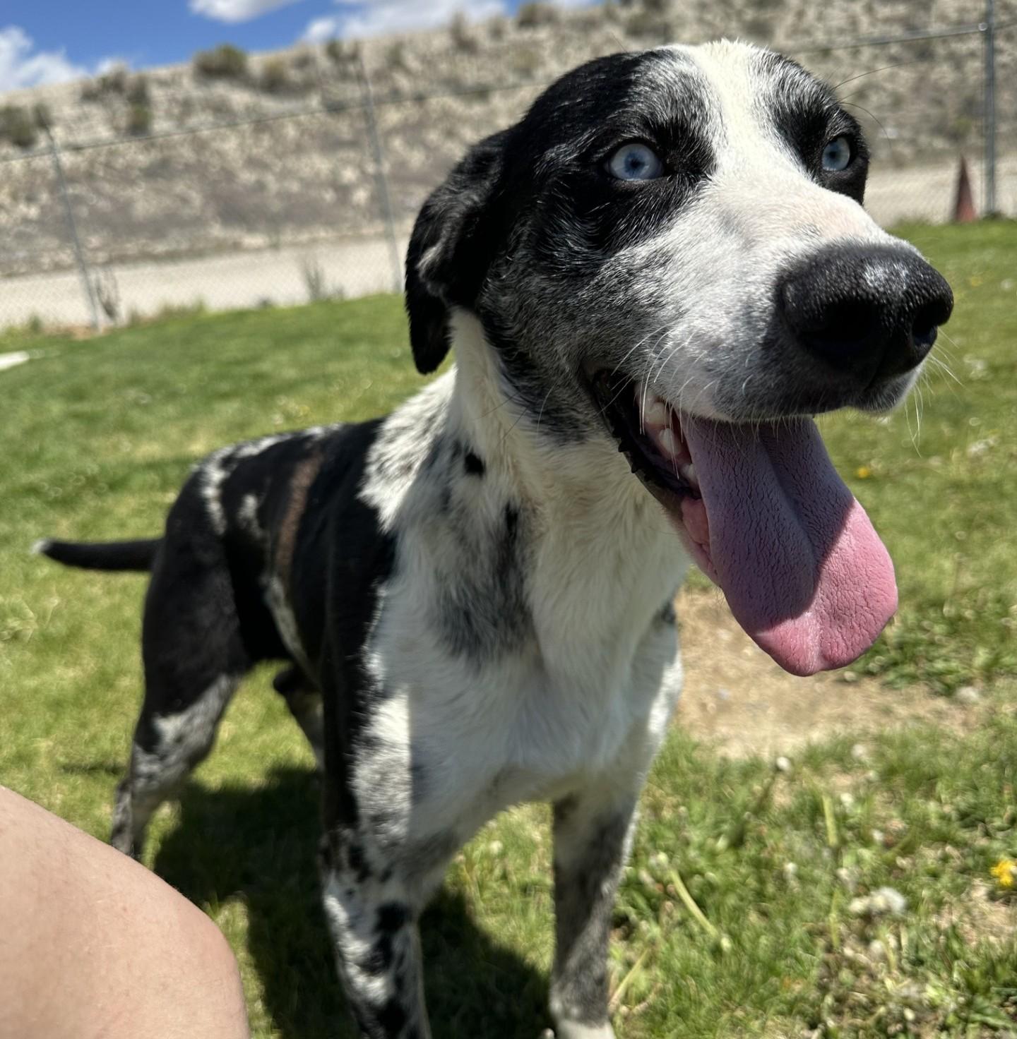 60866575, a ADOPTABLE mixed breed in Elko, NV image 2/2