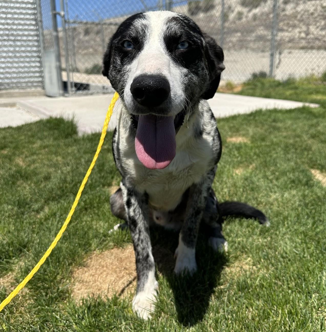60866575, a ADOPTABLE mixed breed in Elko, NV image 1/2