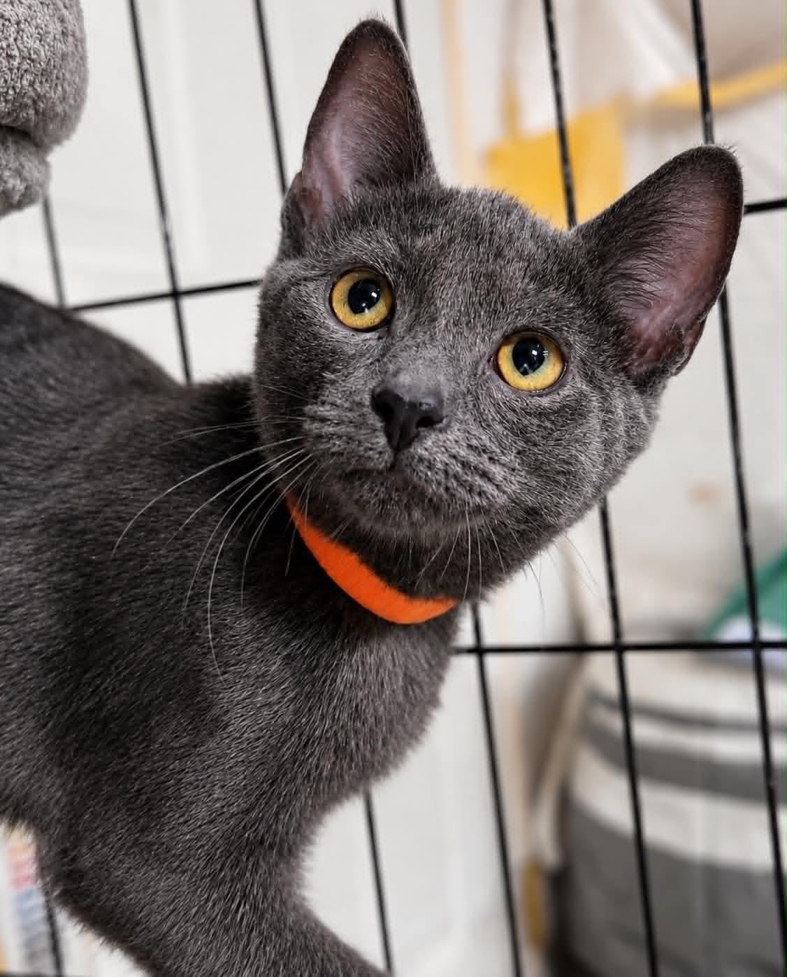 Enlarge Smokey, a Adoptable Domestic Short Hair in Rixeyville, VA image 2/2
