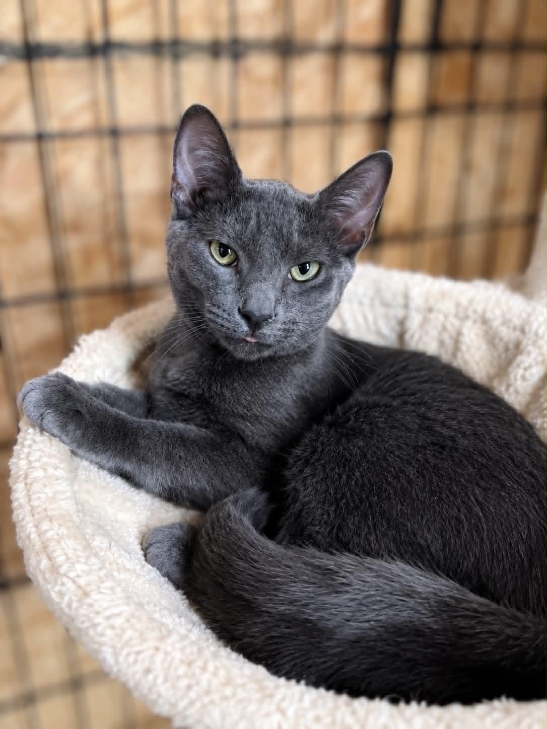 Smokey, Adoptable, Kitten Male Domestic Short Hair.