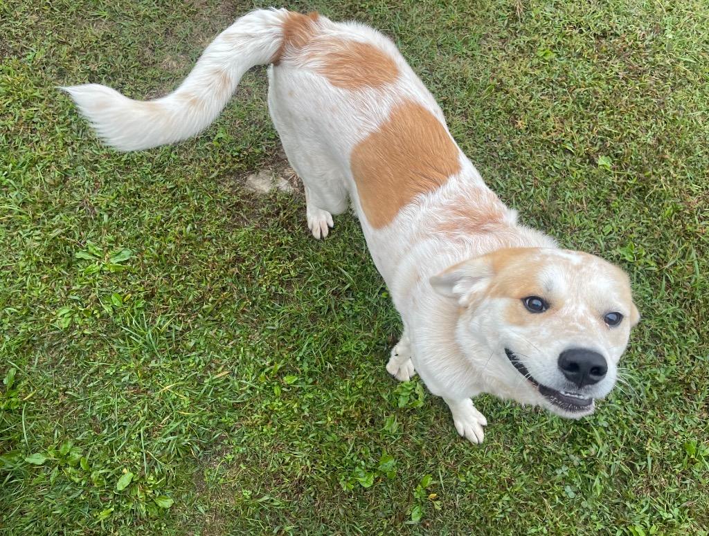 Enlarge Ghoulie, a Adoptable mixed breed in Gallatin, TN image 1/3