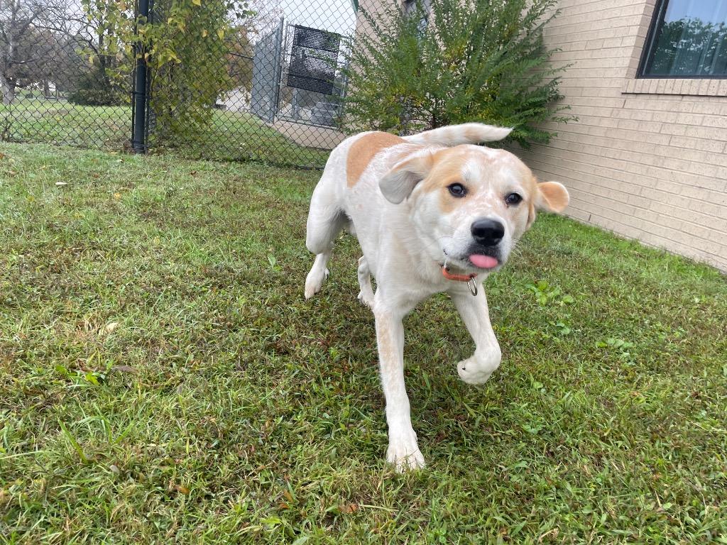 Enlarge Ghoulie, a Adoptable mixed breed in Gallatin, TN image 2/3