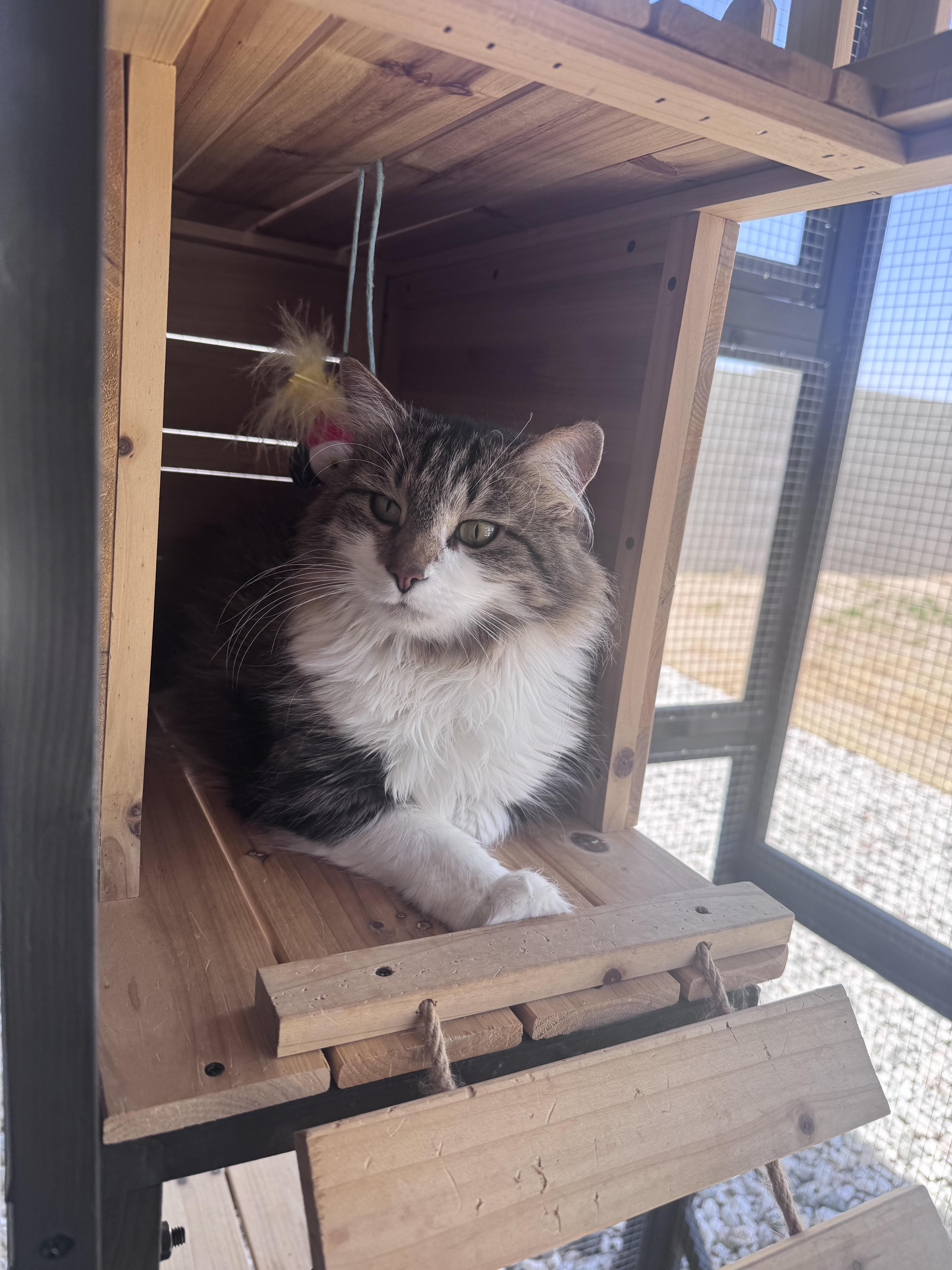Illa NC, ADOPTABLE, Adult Female Domestic Medium Hair.