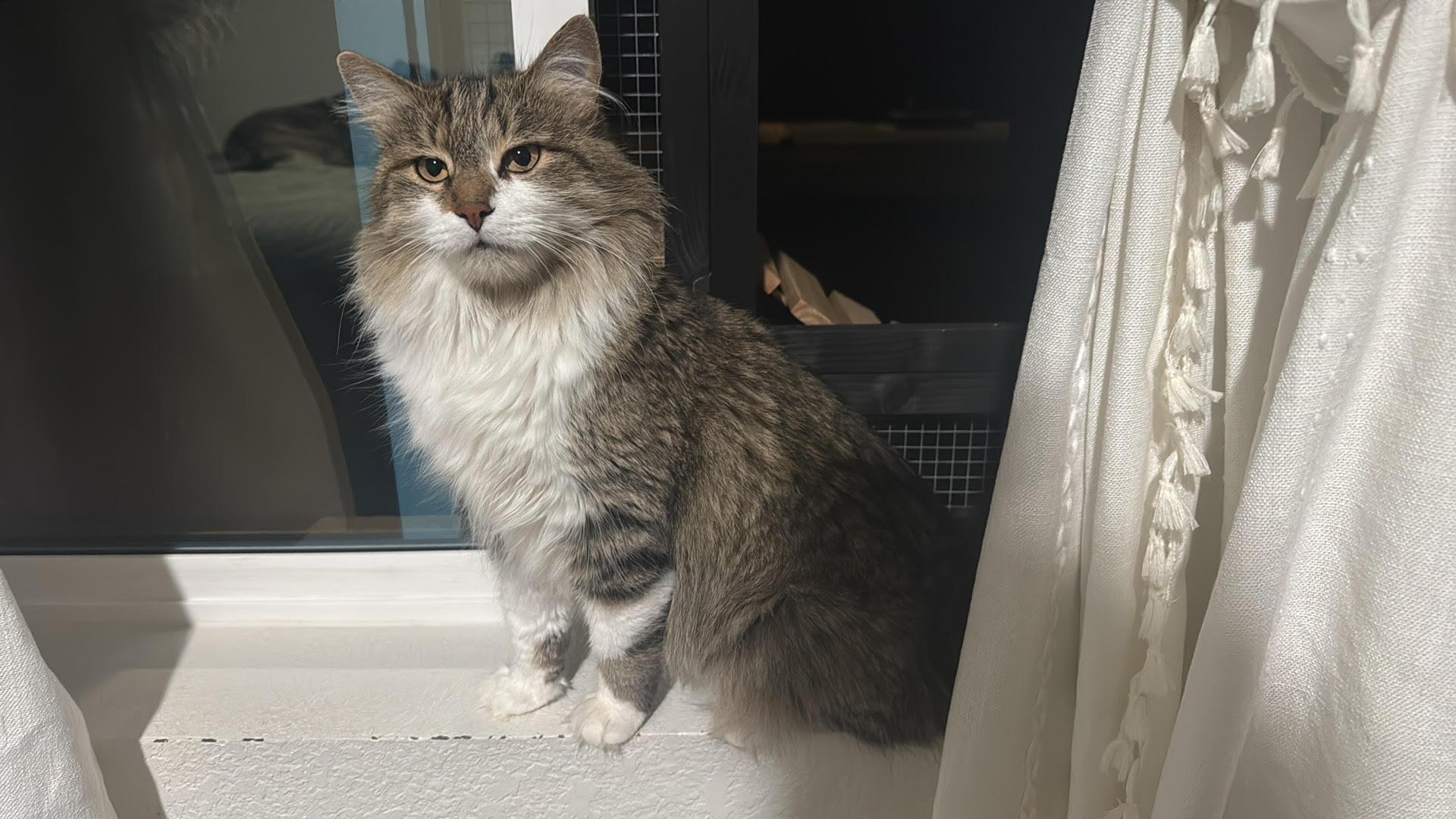 Illa NC, a ADOPTABLE Domestic Medium Hair in Phoenix, AZ image 2/2
