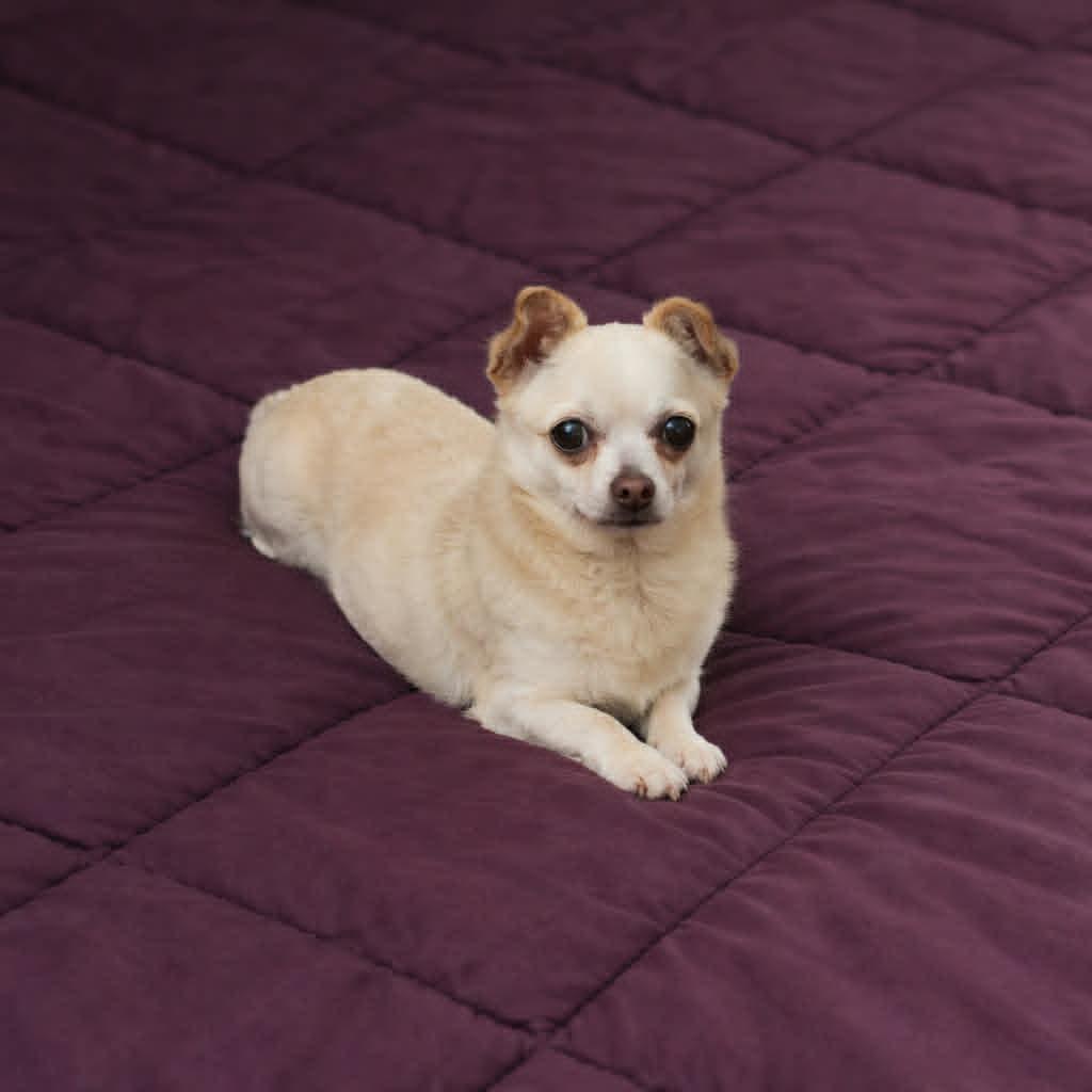 Enlarge Bobbi, an adoptable Chihuahua in Oregon, OH image 3/4