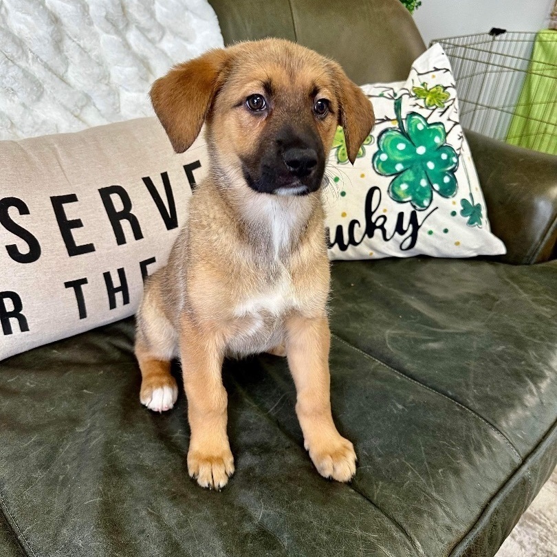 Nala