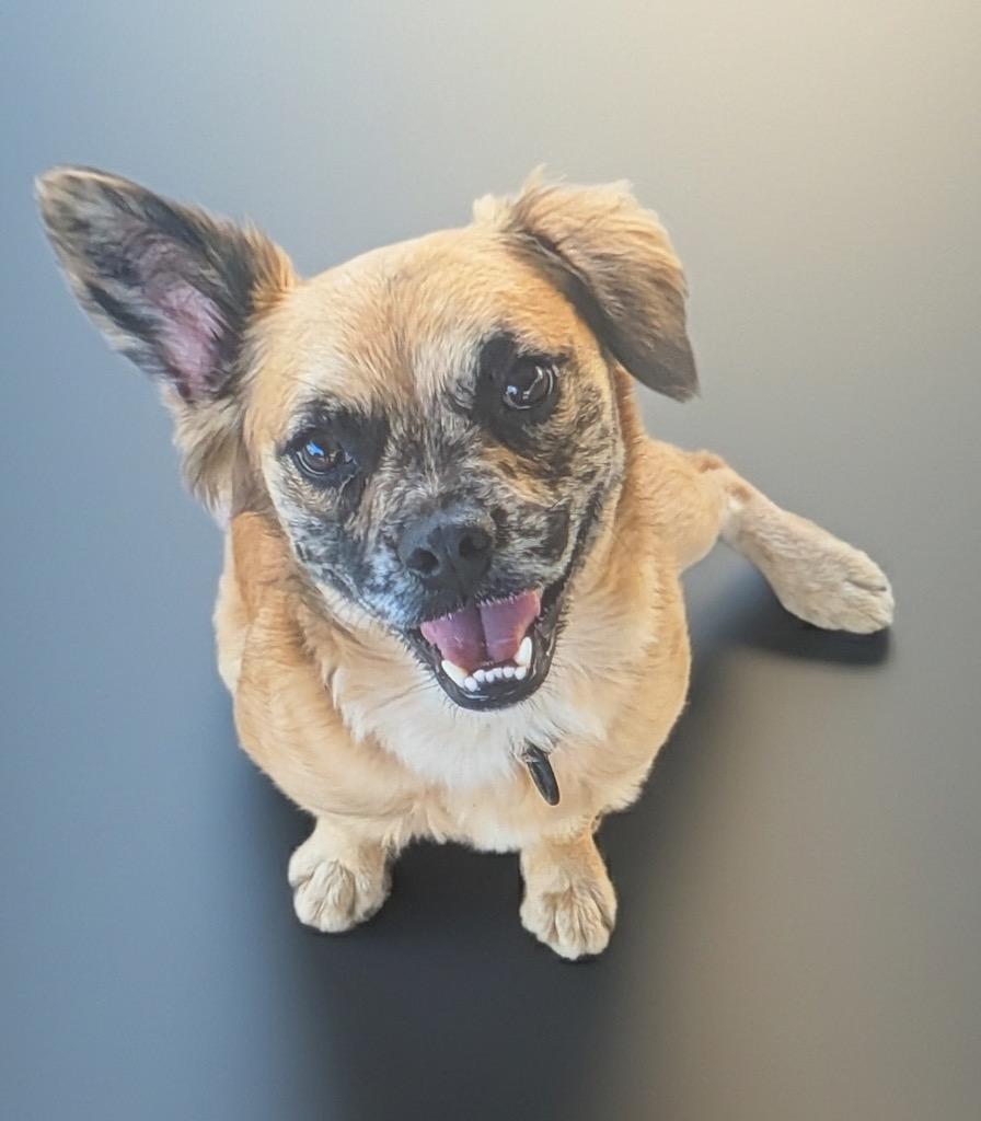 Enlarge Finn-Friendly, Good Boy, a Adoptable mixed breed in Fort Myers, FL image 1/4