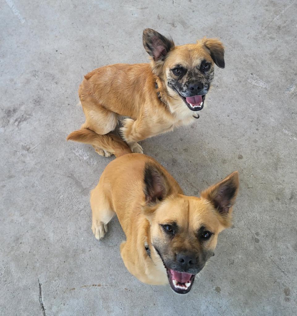 Enlarge Finn-Friendly, Good Boy, a Adoptable mixed breed in Fort Myers, FL image 2/4