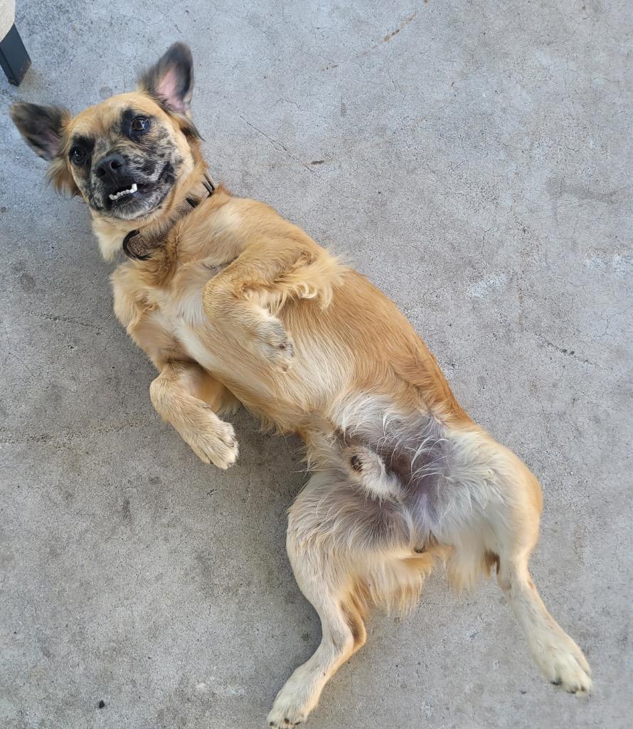 Enlarge Finn-Friendly, Good Boy, a Adoptable mixed breed in Fort Myers, FL image 3/4