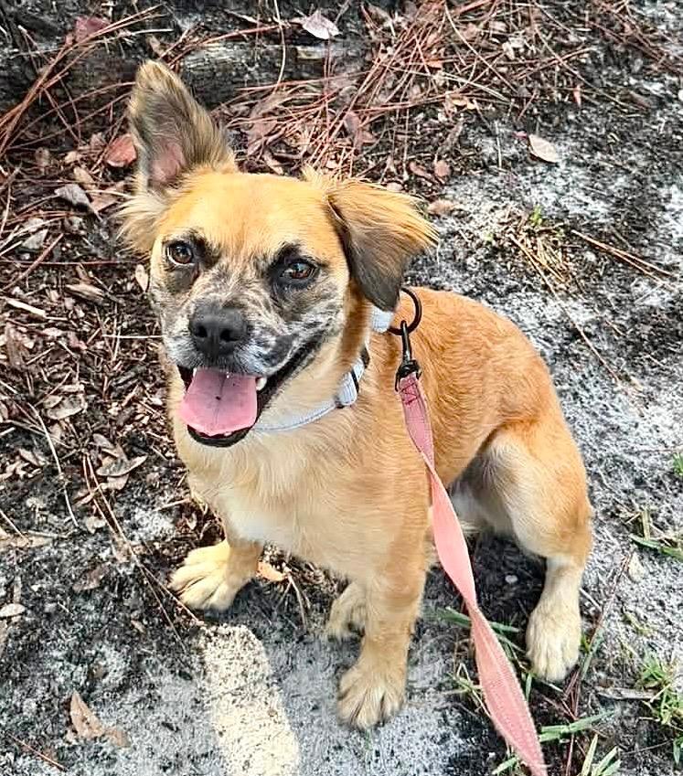 Finn-Friendly, Good Boy, a Adoptable mixed breed in Fort Myers, FL image 4/5