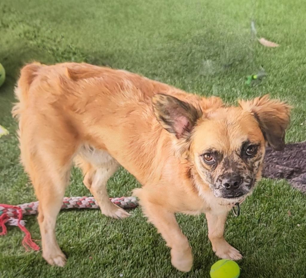 Enlarge Finn-Friendly, Good Boy, a Adoptable mixed breed in Fort Myers, FL image 4/4