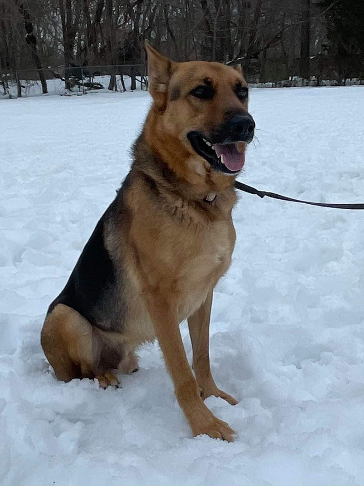 Amare, a Adoptable German Shepherd Dog in Old Westbury, NY image 1/12