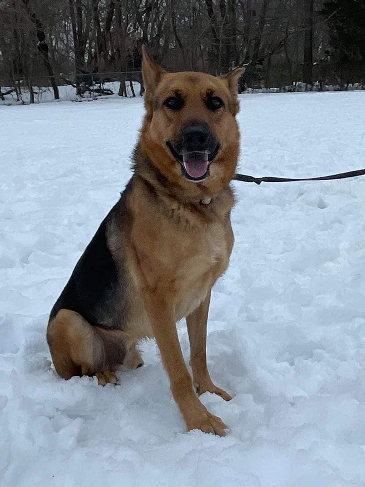 Amare, a Adoptable German Shepherd Dog in Old Westbury, NY image 2/12