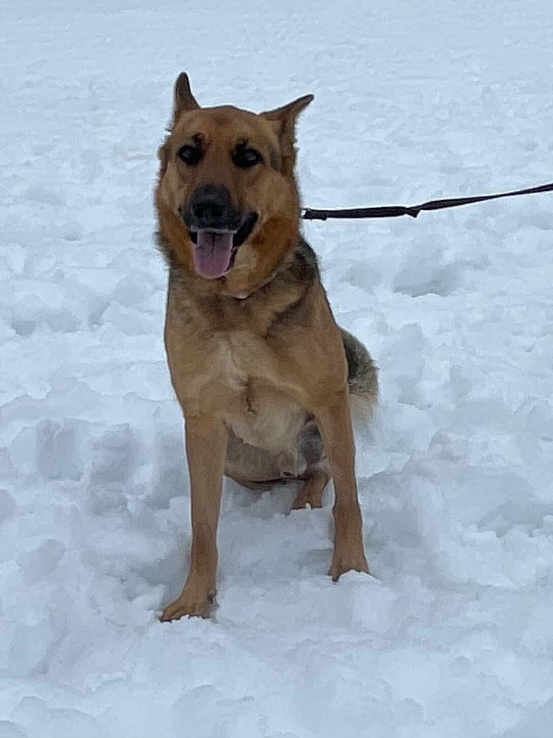 Amare, a Adoptable German Shepherd Dog in Old Westbury, NY image 3/12