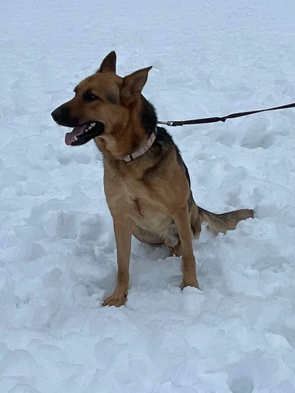 Amare, a Adoptable German Shepherd Dog in Old Westbury, NY image 4/12