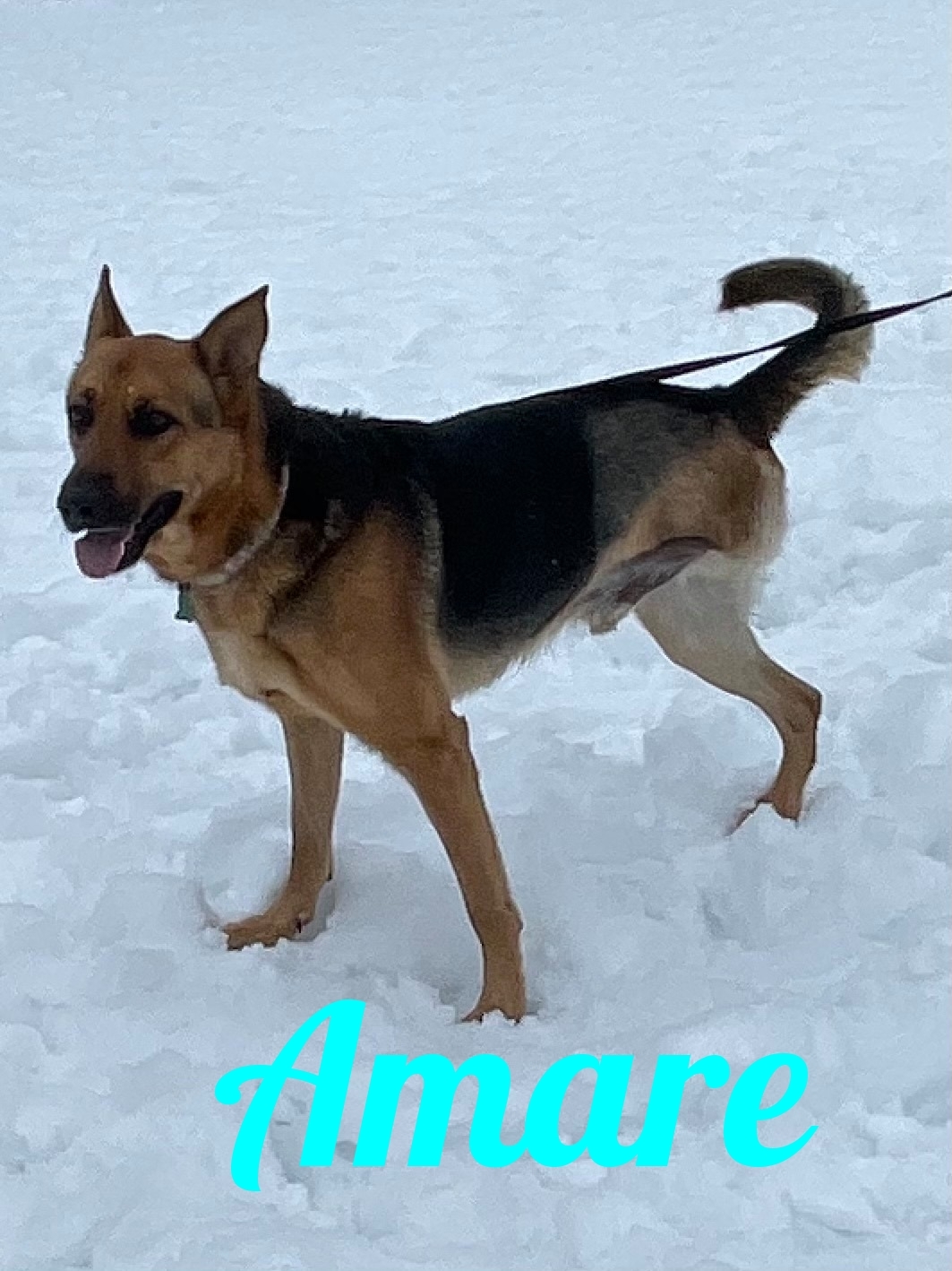 Amare, a Adoptable German Shepherd Dog in Old Westbury, NY image 5/12