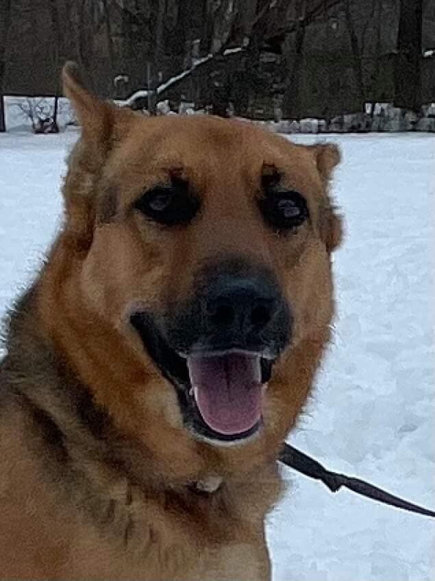 Amare, a Adoptable German Shepherd Dog in Old Westbury, NY image 6/12