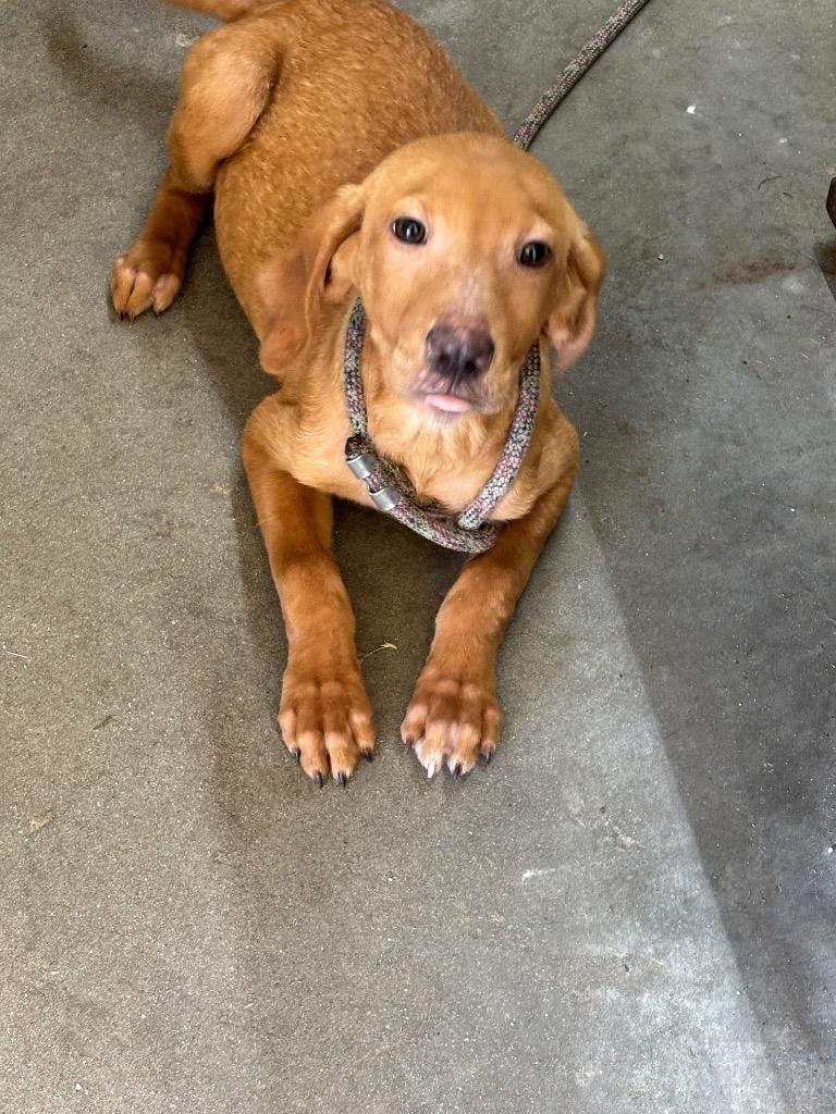 Slink, Adoptable, Puppy Male Labrador Retriever.