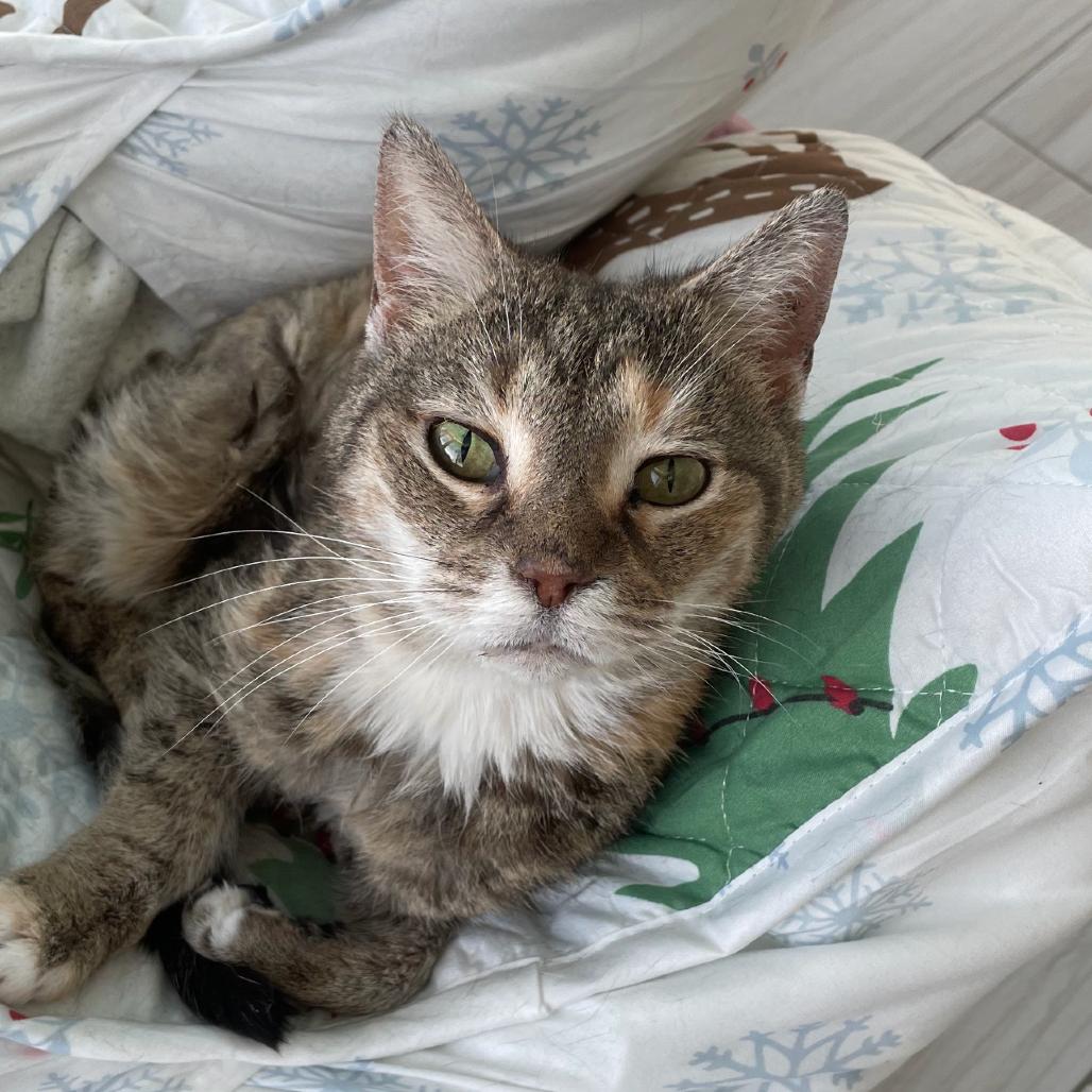 Enlarge Jenny Miller, a Adoptable Domestic Short Hair in Woodstock, VA image 1/2