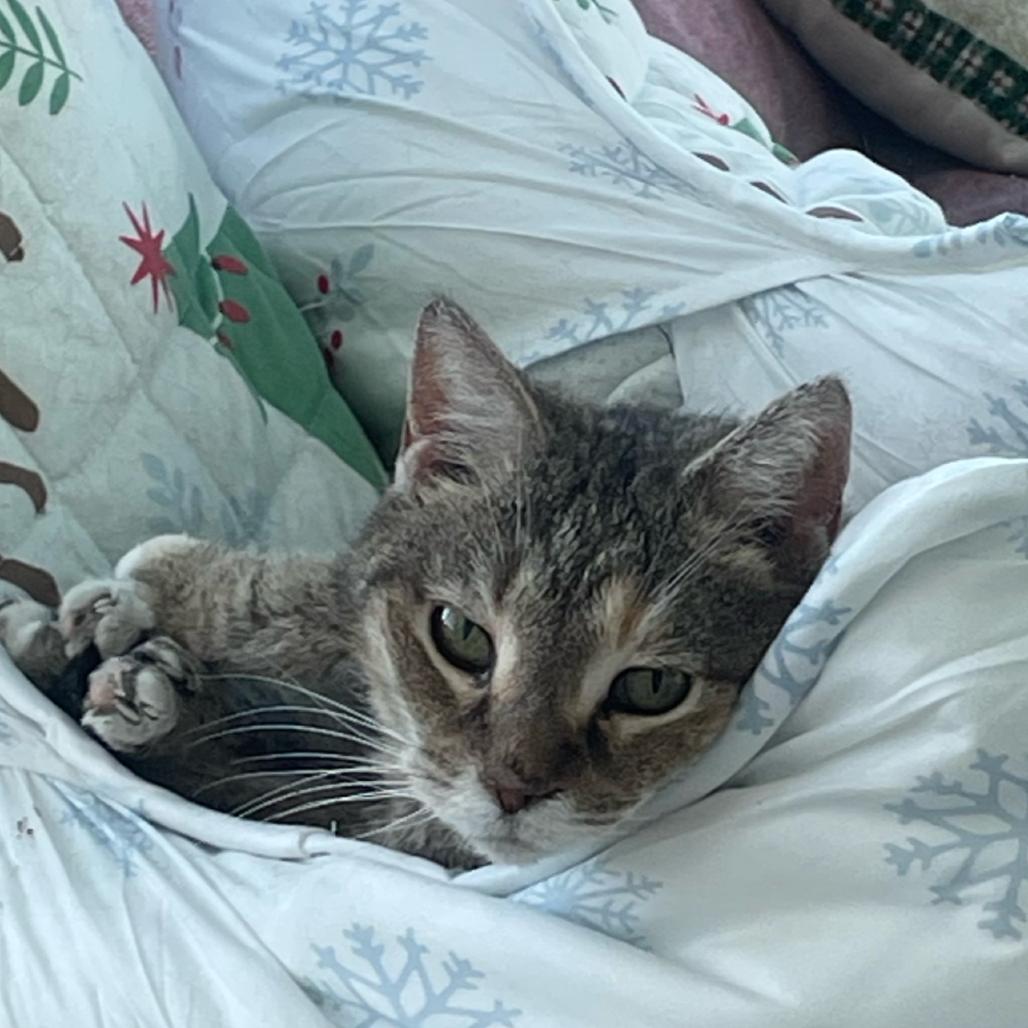 Enlarge Jenny Miller, a Adoptable Domestic Short Hair in Woodstock, VA image 2/2