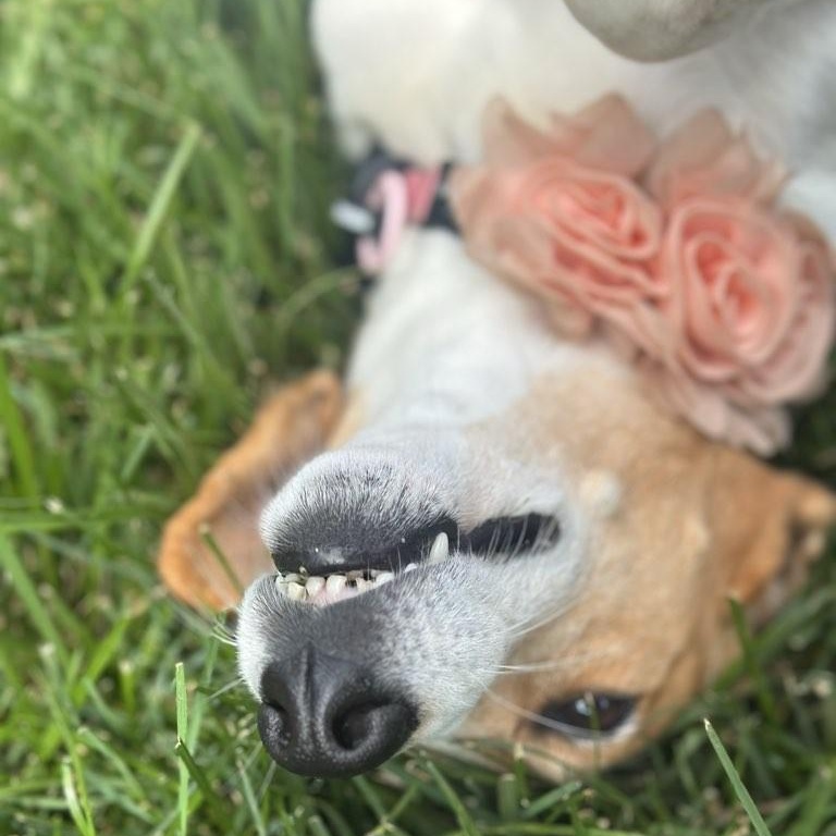 Tess, a ADOPTABLE mixed breed in Rock Hill, SC image 4/5