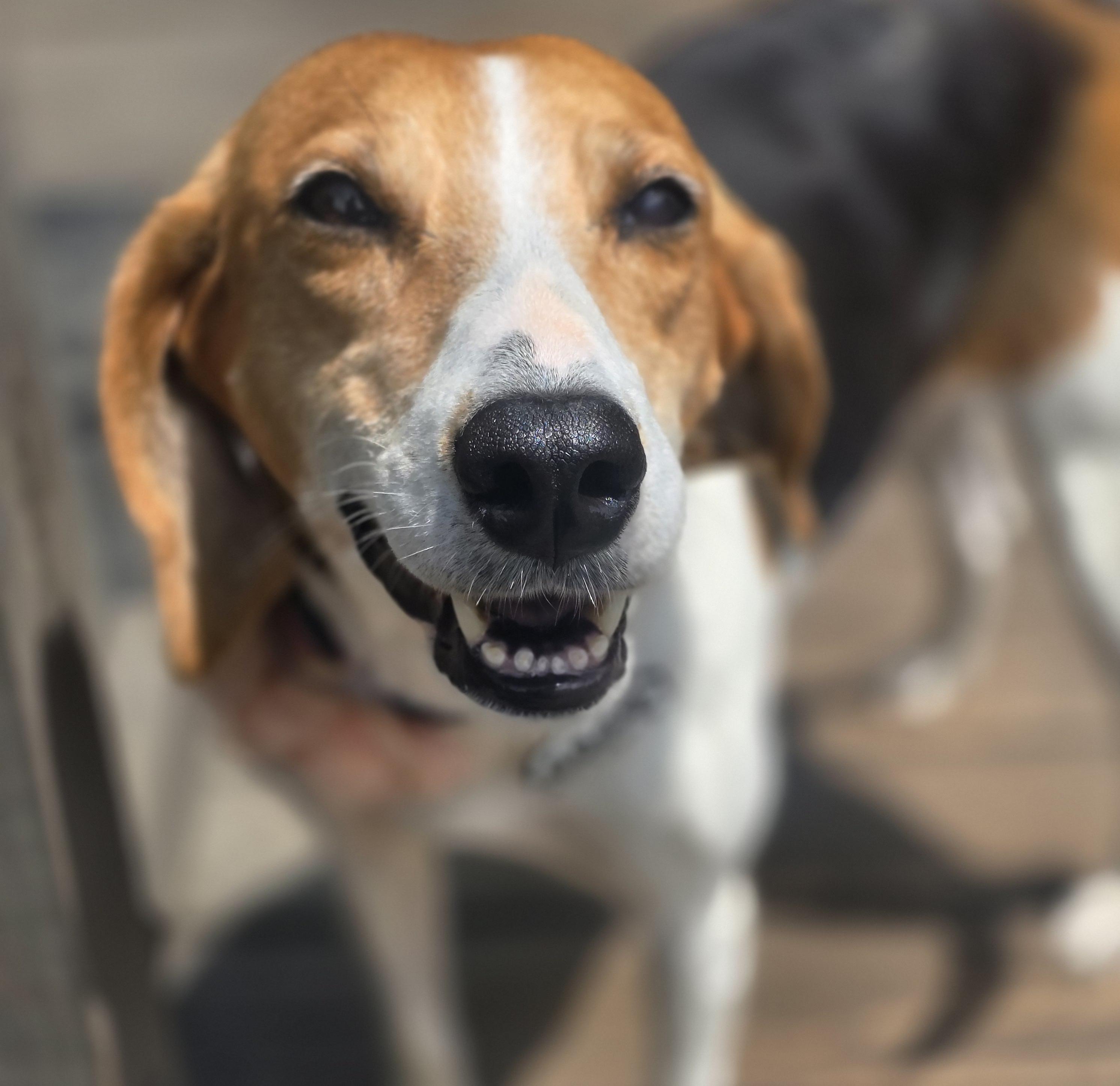 Tess, ADOPTABLE, Adult Female Beagle & Mixed Breed.